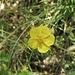 vermutlich das Grossblütige Sonnenröschen (Helianthemum nummularium ssp. grandiflorum) aus der Familie der Cistaceae (Zistrosengewächse).
