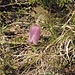 Frühlingsanemone (Pulsatilla vernalis)