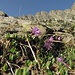 Ganzblättrige Primel (Primula integrifolia)?
