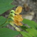 Alpenlinse (Astragalus penduliflorus)?