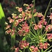Zypressenblättrige Wolfsmilch (Euphorbia cyparissias)