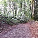 Einstieg in den Eibenwald, der umgestürzte Baum zeigt den Weg: rechts über das Hogerli..