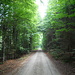 Es geht gemütlich durch den Wald