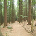 Es geht hinein in den dunklen Wald