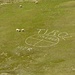 Freihut Gipfelplateau - die Schafe zeigen, dass das keine ganz kleine Steinsetzung ist.