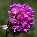 Armeria alpina