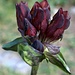 Genziana purpurea