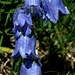 Campanula barbata