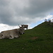 Der Gipfel der Hochpetersalp wird von den Kühen bewacht