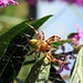 Eine Spinne im Blutweiderich<br />Schön gefärbtes Männchen der Gattung Araniella (evtl. cucurbitina = Kürbisspinne) <br />
