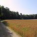 Am Waldrand wandere ich weiter