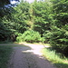 An einer Wegeteilung im Wald