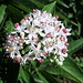 Blüten des Zwergholunder (Sambucus ebulus)