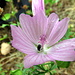 Blume am Steinberg mit Käfer<br />Moschus-Malve (Malva moschata) 