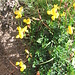 Lotus alpinus. Fabaceae.<br /><br />Ginestrino delle Alpi.<br />Lotier des Alpes.<br />Alpen-Hornklee.