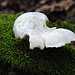 Pilz