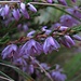 Besenheide (Calluna vulgaris), auch Heidekraut (Erica) genannt
