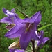 Nesselblättrige Glockenblume (Campanula trachelium)