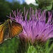 Dickkopffalter (Hesperiidae) auf einer Distel/su un cardo<br />