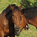 Pferde auf der Sommerweide<br /><br />Cavalli in pascolo