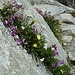 Spaccatura fiorita sulla roccia