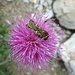 Eine Motte auf einer Distelblüte