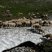Auch die Schafe suchen nach Abkühlung