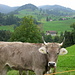 Kuh und im Hintergrund Finstersee