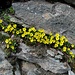 stets am eindrücklichsten: leuchtende Blumen, welche in Felsritzen blühen
