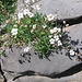 Silene rupestris. Caryophyllaceae.<br /><br />Silene rupestre.<br />Silène des rochers.<br />Felsen-Leimkraut.