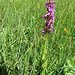 Orchis mascula. Orchidaceae.<br /><br />Orchide maschia.<br />Orchis mâle.<br />Männliches Knabenkraut.