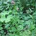 Lilium martagon. Liliaceae.<br /><br />Giglio martagone.<br />Lis martagon.<br />Türkenbund.