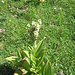Veratrum album. Melanthiaceae.<br /><br />Veratro bianco.<br />Vératre blanc.<br />Weisser Germer.