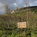 Im Abstieg vom Saana - Hier kurz vor Rückankunft am Kilpisjärven Retkeilykeskus. Hinter dem guten Wegweiser und lichten Wald sind auch Steilabbrüche des Saana zu erkennen. 