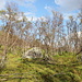 Im Abstieg vom Saana - Blick in den schönen "nordischen Wald" am Wegrand, unweit vom Kilpisjärven Retkeilykeskus. 