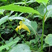 Impatiens noli-tangere<br />Balsaminaceae.<br /><br />Balsamina gialla, Erba impaziente.<br />Impatiente ne-me-touchez-pas.<br />Wald-Springkraut. 