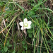 Parnassia palustris. Celastraceae.

Parnassia.
Parnassie des marais.
Sumpf-Herzblatt.
