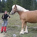 Begegnung mit interessiertem Pferd nahe bei Rauth