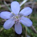 Blüte des Leberblümchens (Hepatica nobilis) - typischer Früblüher in Buchen-/Eichen- und Nadelmischwäldern