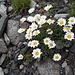 [http://it.wikipedia.org/wiki/Leucanthemopsis_alpina margherita alpina]