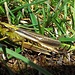 Die Sumpfschrecke (Stethophyma grossum, Syn. Mecostethus grossus) ist eine Kurzfühlerschrecke aus der Familie der Feldheuschrecken (Acrididae). (Wikipedia)