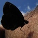 Salzsüchtiger Falter<br /><br />Una farfalla in ricerca di sale sulla pelle