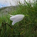 Weiße Glockenblume 

Campanula bianca 