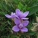 Der Feld-Kranzenzian (Gentianella campestris), auch Feld-Fransenenzian oder einfach Feld-Enzian genannt, ist eine Pflanzenart, die zu den Enziangewächsen (Gentianaceae) gehört. (Wikipedia)