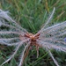 Schöner, filigraner Samenstand der Silberwurz<br /><br />Bel ricamo dei semi della Dryas octopetala