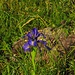 Pyrenäen Schwertlilie (Iris latifolia)