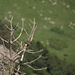 Bergpieper (Anthus spinoletta)