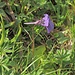 Grossblütiges Fettblatt (Pinguicula grandiflora)