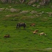 Pottoks. Die relativ kleinen stämmigen Pferde sind typisch für das Baskenland.