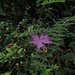 Montpellier Nelke (Dianthus monspessulanus). Man beachte die Schwebefliege im Vordergrund.